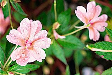 《合金装备3：重制版》新预告 确认8月28日发售